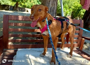 NICKI    zerbrechlich, leise, tapfer Bild 5