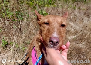 NICKI    zerbrechlich, leise, tapfer Bild 4