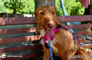 NICKI    zerbrechlich, leise, tapfer Bild 3