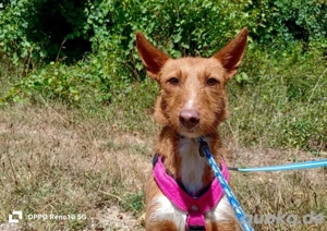 NICKI    zerbrechlich, leise, tapfer Bild 9