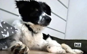 Zuhause gesucht für Feivel