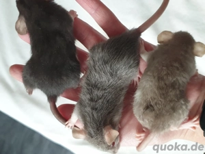 Bunte Ratten Babys