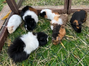 Meerschweinchen Böcke, Jungtiere