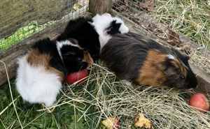 Meerschweinchen, Männchen, Teddy-Mix