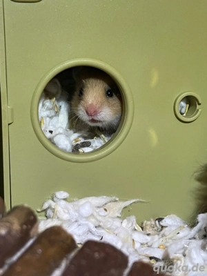 Goldhamster 