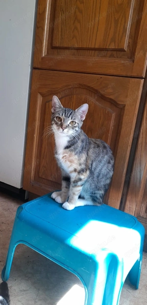 Katzenmädchen sehr lieb!!