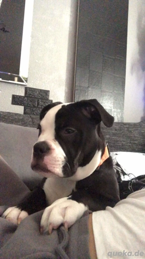 Süsse OEB Old English Bulldog Mädchen 