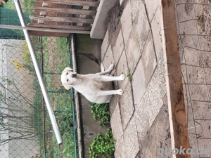 Labrador Rüde und Weibchen  Bild 9