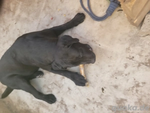 Labrador Rüde und Weibchen  Bild 8