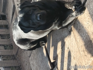 Labrador Rüde und Weibchen  Bild 5