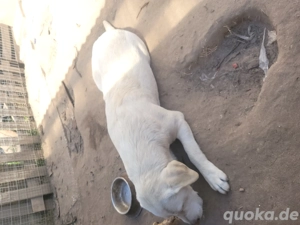Labrador Rüde und Weibchen  Bild 6