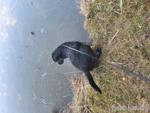 Labrador Rüde und Weibchen  Bild 10