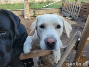 Labrador Rüde und Weibchen  Bild 4