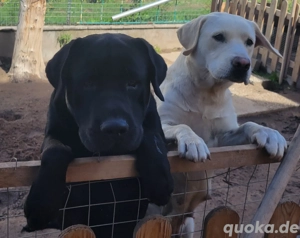 Labrador Rüde und Weibchen  Bild 2