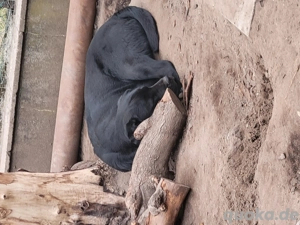 Labrador Rüde und Weibchen  Bild 3