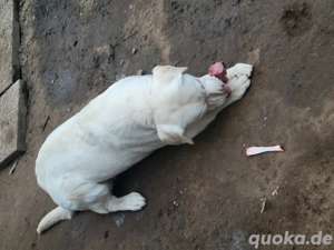 Labrador Rüde und Weibchen  Bild 7