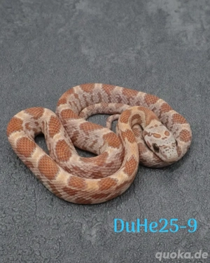 Kornnatter Honey Lemon Nz.6 2025