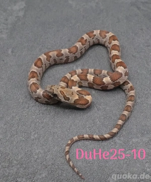 Kornnatter Honey Lemon Nz.6 2025 5.4