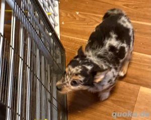 chihuhahua welpe Hündin