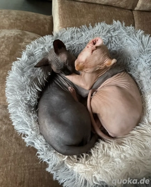 Zwei Sphynx Kätzchen suchen gemeinsam und mit kompletter Ausstattung ein liebevolles Zuhause