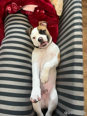 Old English Bulldogg 