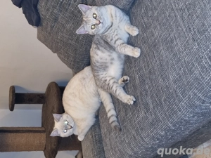 süsse britische kätzchen