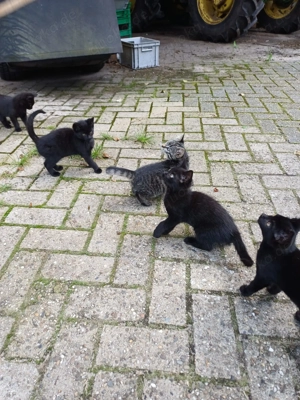  Zahme Katzenbabys abzugeben