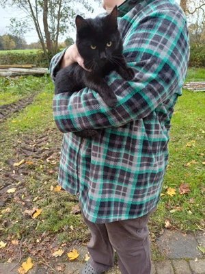  Zahme Katzenbabys abzugeben