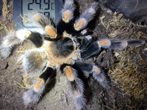 Brachypelma Hamorii 1.0 Adult Männchen