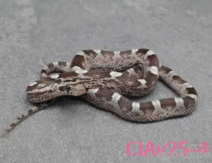 Kornnatter Ice  Nz.7 2025 