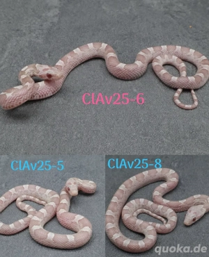 Kornnatter Ice  Nz.7 2025 