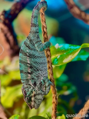 Pantherchamäleon Furcifer pardalis  Nosy Be  