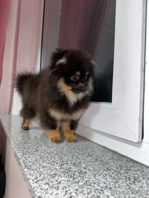 Welpe Junge 1300 kg in 7 Monaten.