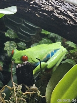 3 Rotaugen Laubfrösche inkl. Terrarium  Bild 3