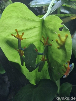 3 Rotaugen Laubfrösche inkl. Terrarium  Bild 4