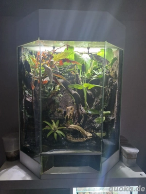 3 Rotaugen Laubfrösche inkl. Terrarium 