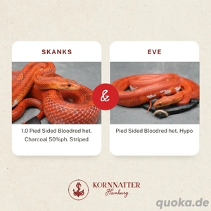 Kornnatter Bloodred (Oldscool) Pied medium high white 