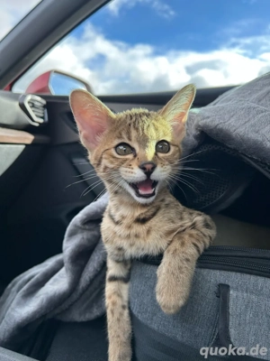 Kitten, Babykatze, savannah, Savannahkater 