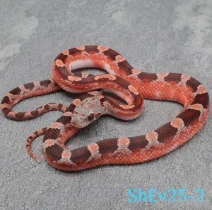 Kornnatter Bloodred (Oldscool) Pied 4.1 medium high white 