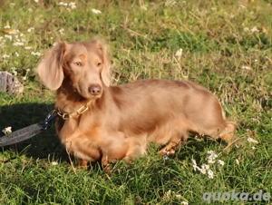 DECKRÜDE Dackel Zwergdackel CREME Träger