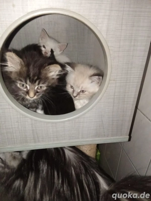 Britisch Langhaar und Kurzhaar Kitten