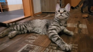 Zwei süße Maine-Coone-Mix Katzenkinder KARA und KIRI suchen zusammen ihr Für-immer-Zuhause