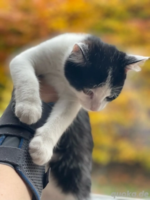 Weibliche Babykatze zum verkaufen.