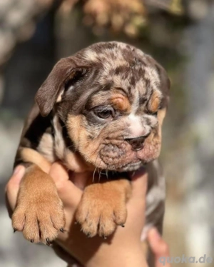 Englische Bulldogge Welpe 