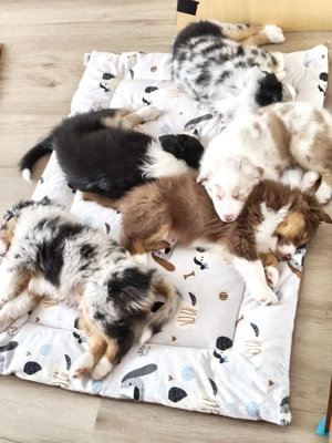 reinrassige Australian shepherd  Welpen