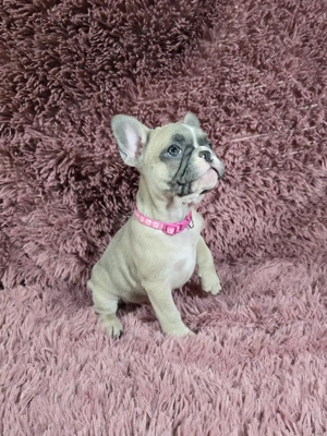 Reinrassige Französische Bulldoggenwelpen mit Stammbaum