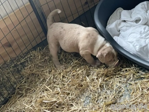 American Bully Classic