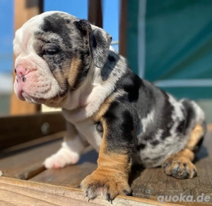 wunderschöner englischer Bulldoggenwelpe 