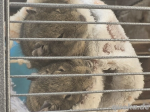 degus verkaufen 