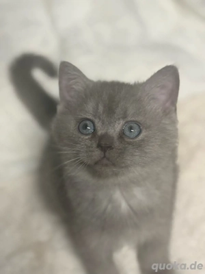 Bkh Kitten Reinrassig suchen ein liebevolles Zuhause 